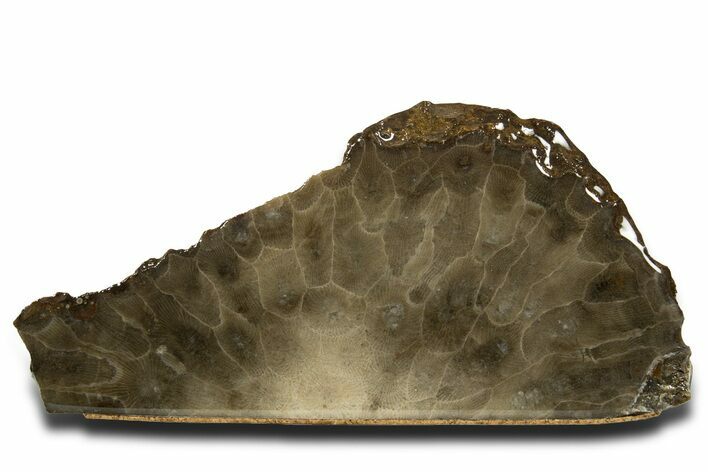 Free-Standing, Petoskey Stone (Fossil Coral) Section - Michigan #322960
